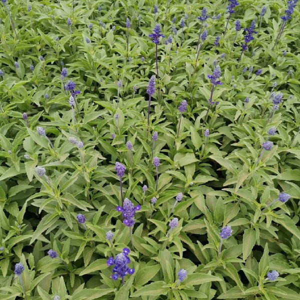 草花鼠尾草基地销售 鼠尾草农户自家种植的质优价廉