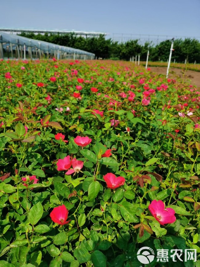 丰花月季批发 丰花月季农户直销