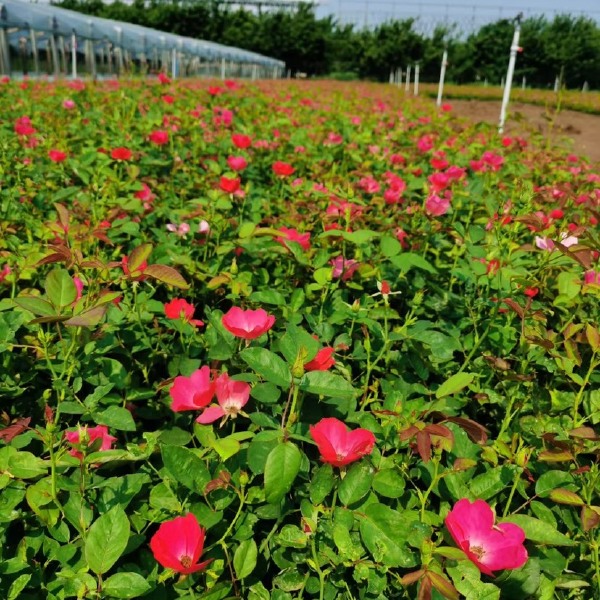 丰花月季批发 丰花月季农户直销