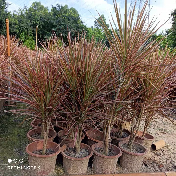 七 彩铁植物千年木盆栽植物室内花卉三色龙血树净化空气办公室绿