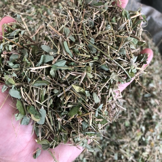 玉林农家无硫广西鸡骨草藤相思叶益肝叶鸡骨草茶中药材广东煲汤料