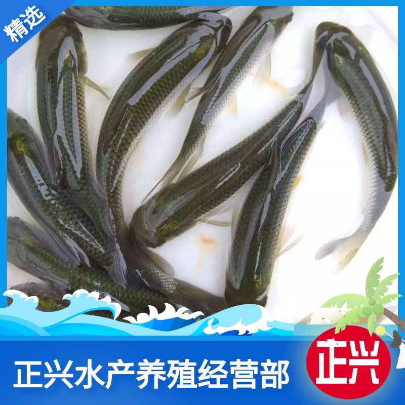 草鱼鱼苗