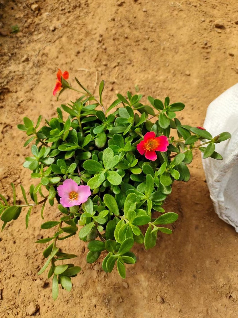 青州市太阳花种植户 太阳花批发价格