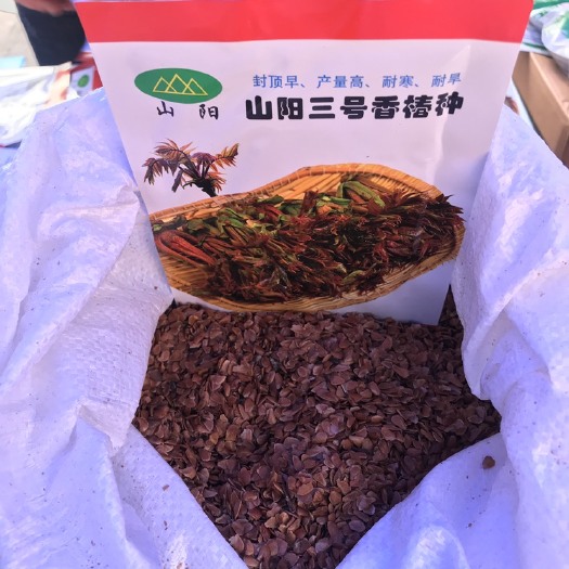 永济市红油香椿种子 去羽净种