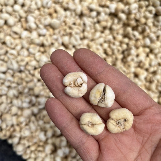 昆明1.5规格浙贝 浙贝母
