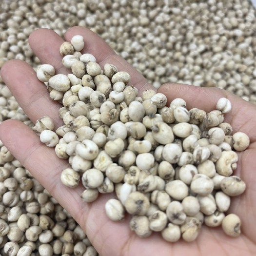 昆明0.3 无硫本色川贝自然晾干贝母