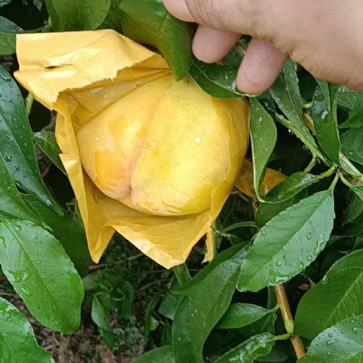 上海奉贤锦绣黄桃，口感甜蜜细腻单果5两～9两左右