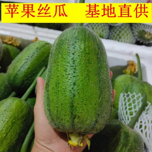 宁远县苹果丝瓜清脆香甜基地直供顺丰包邮诚信经营量大可协商可代发