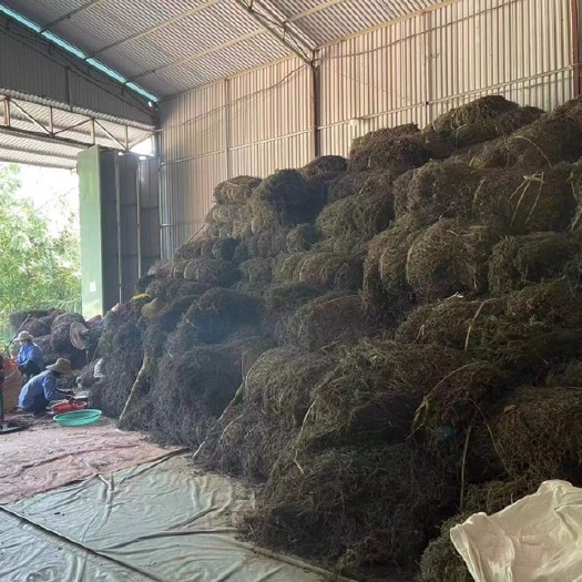 监利市越南仙草干，优点就是比国内仙草干出膏更多，质量更好