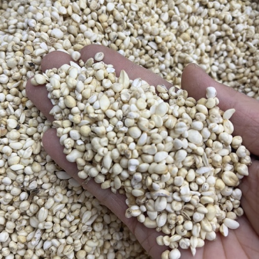 昆明0.2小浙贝 小米贝