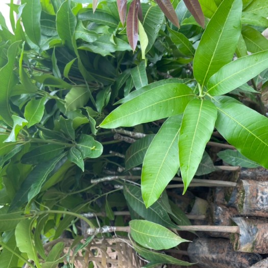 景东县景东晚熟芒果苗