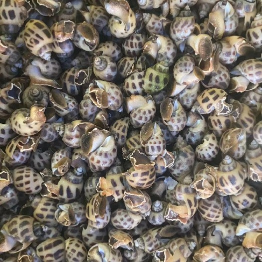 东兴市大花螺海螺新鲜生猛批发东风贝类海鲜水产螺类，包航空运费当天到