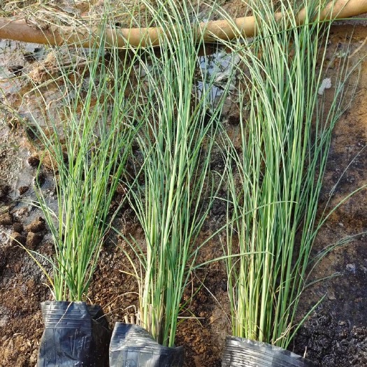 细叶芒基地直销 观赏草基地批发