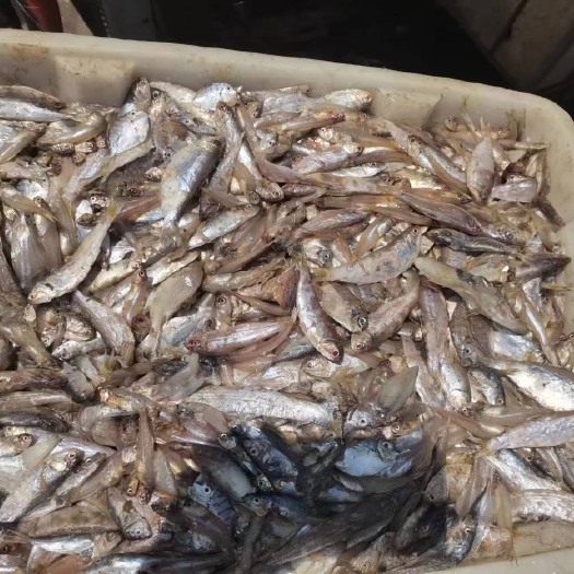 防城港大量供应海杂鱼，鱼粉鱼，饲料鱼