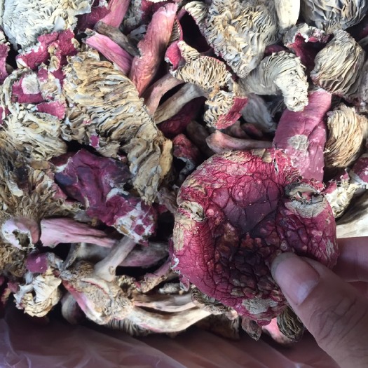 云南红菇