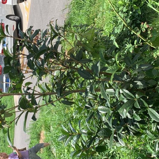 沉香桂