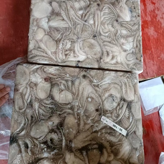 福州八爪鱼 小章鱼 一口章 章鱼 鱿鱼 印尼章鱼 新鲜章鱼