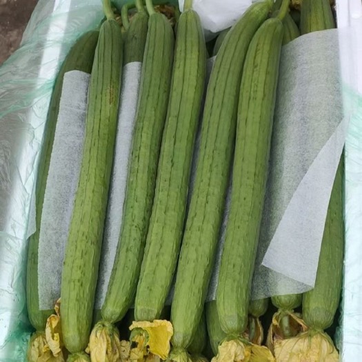 邯郸鲜花丝瓜