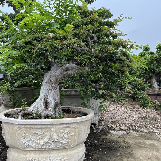 漳州榆树老桩头盆景造型榆树桩漳州盆景种植基地苗农自己种自己卖批发