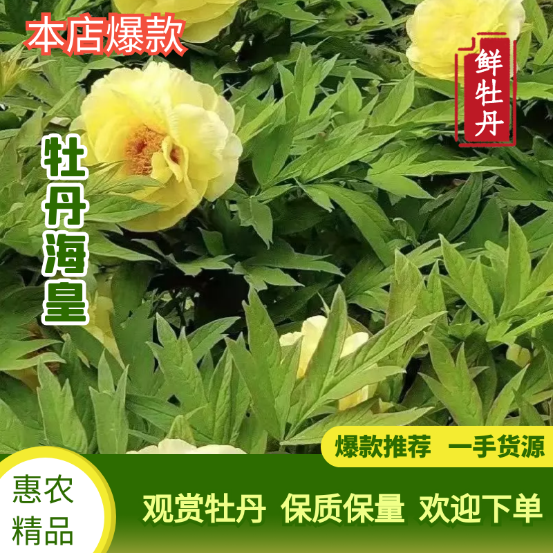 菏泽海黄是牡丹佳品，耐寒耐旱，晚花品种。媲美姚黄，蔷薇型菏泽发货
