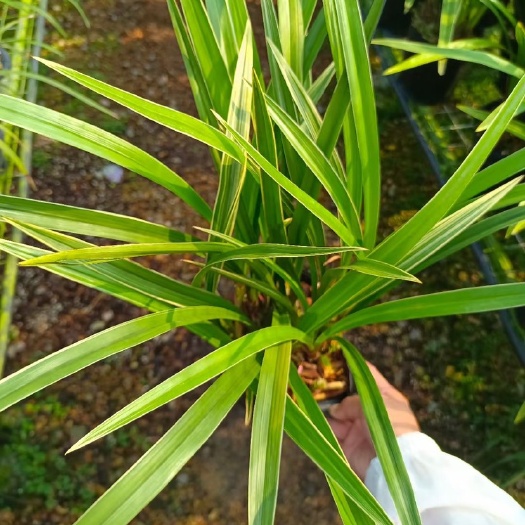 南靖县黄金彩虹，带花剑多多，原盆价格美丽，10苗起步
