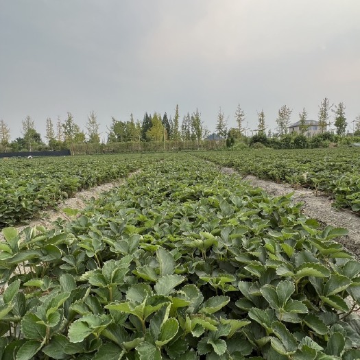 成都大叶红颜草莓苗脱毒苗地栽苗种苗红玉草莓苗99号红颊草莓苗二代