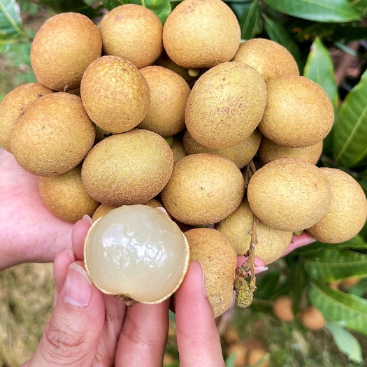 正宗现货龙眼新鲜水果石硖鲜桂圆当季甜