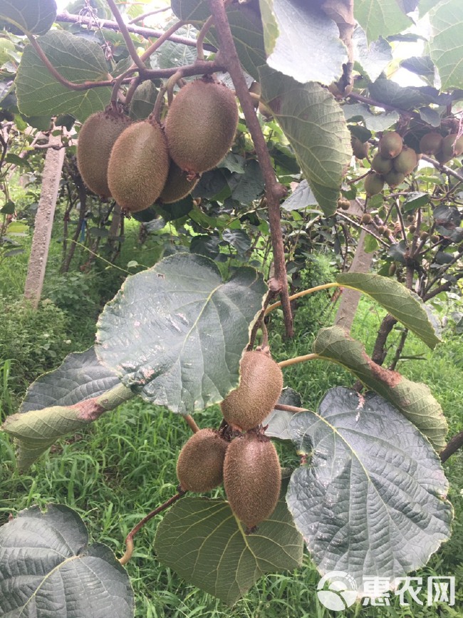 翠香猕猴桃，含多种维生素，能补充人体所需的各种维生素。