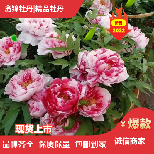 菏泽岛锦牡丹花色鲜艳 一花双色 复色牡丹中的精品 秋季裸根移栽