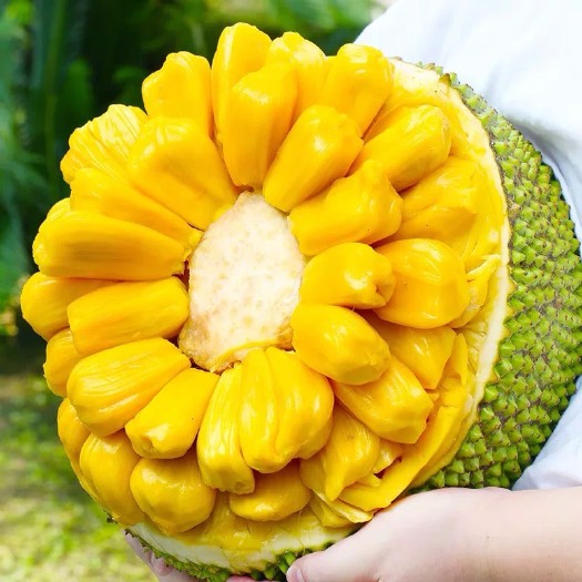 海口海南菠萝蜜