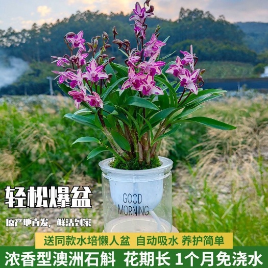 南靖县香水石斛兰，带花苞，超多花剑，可批发，代发！