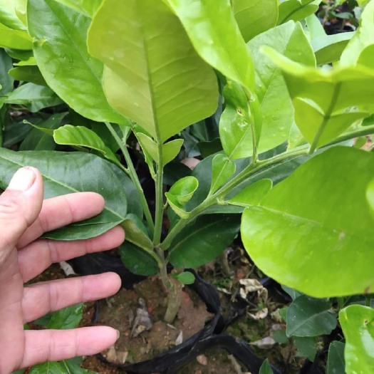 景洪市红宝石柚子苗