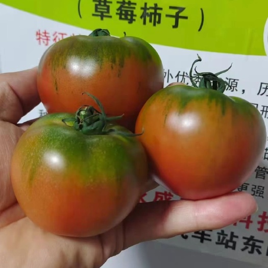内黄县代育水果番茄苗 口感番茄苗 草莓番茄苗