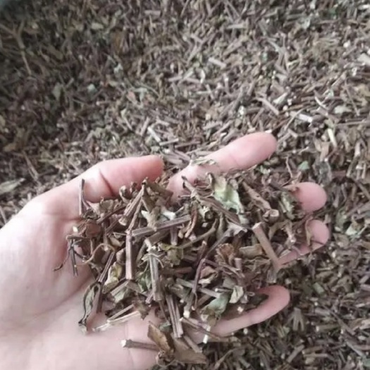 玉林肾茶 猫须草化石草
