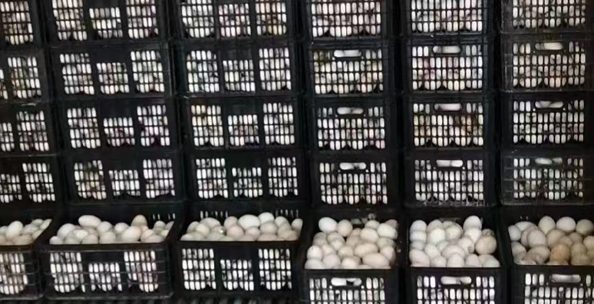 广州鹅蛋，狮头鹅蛋，初生鹅蛋，鲜鹅蛋