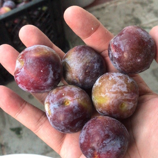 开江县脆红李，3钱起价格美丽