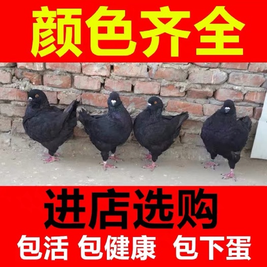 郓城县不会飞的大元宝鸽 在地上散养就行