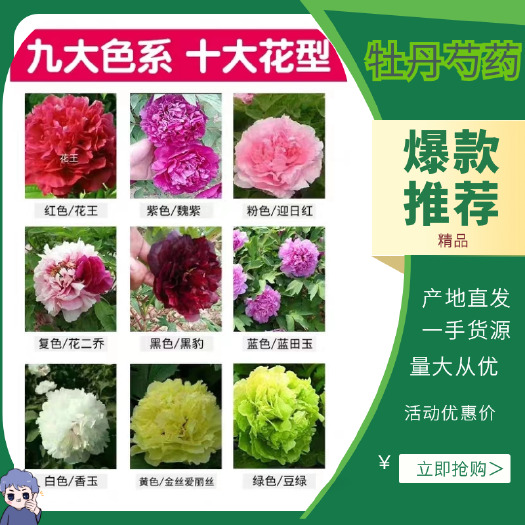 《包邮》菏泽观赏牡丹千层重瓣大花1-5年苗秋天裸根移栽大花苗