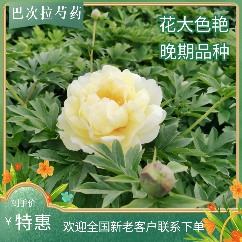 菏泽牡丹芍药巴茨拉，花是金黄色，重掰花朵直立，柠檬香味，晚期品种
