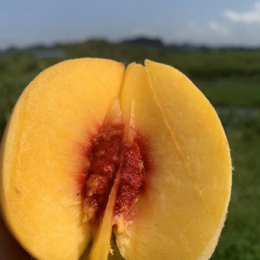 安顺红心黄桃  想要的请联系