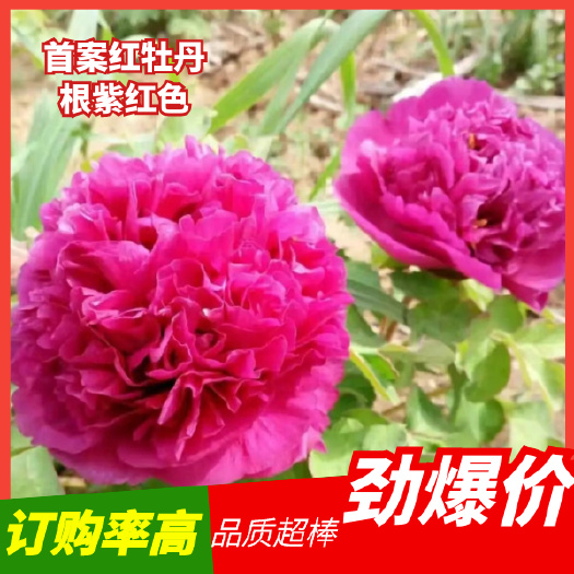 菏泽首案红牡丹秋季裸根发货 紫根盆栽地栽牡丹菏泽大城牡丹直供包邮