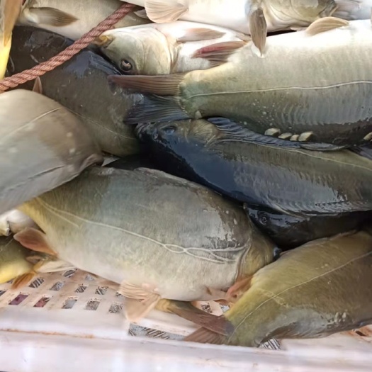 营山县优质精品裸鲤