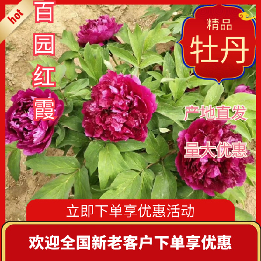 百园红霞经典牡丹品种，不易生病，开花率高，花型稳定，菏泽发货