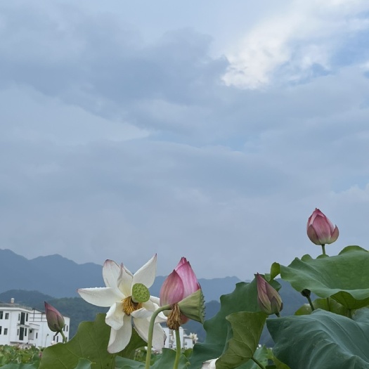 长沙荷花