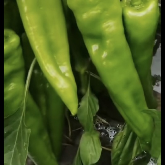 绥化量很大，