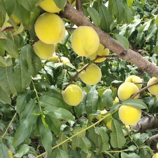 金黄后黄桃