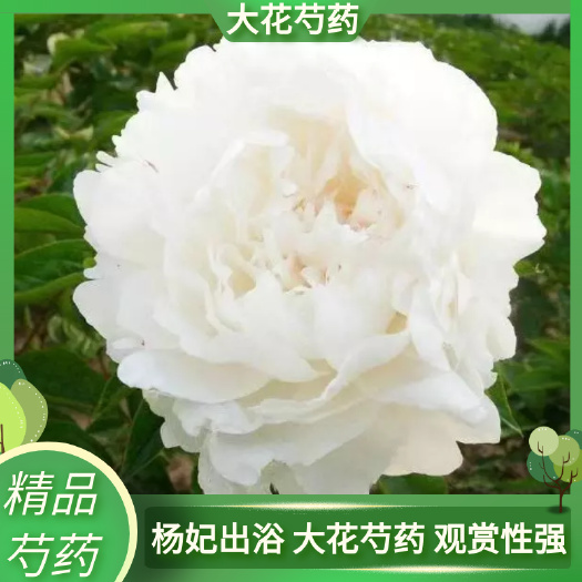 杨妃出浴 大花芍药 山东芍药基地 盆栽地栽开花植物 纯白色