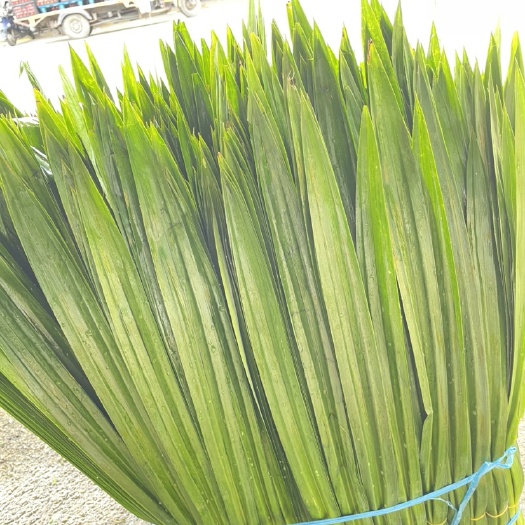 南宁海南新鲜斑斓叶香兰叶