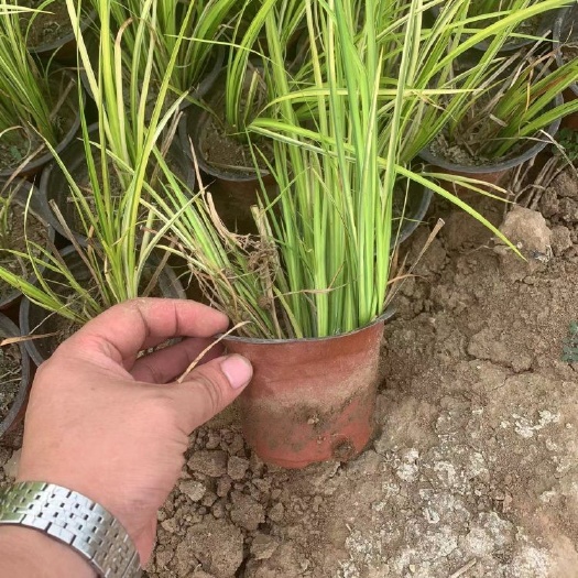 青州市金叶石菖蒲，精品苗，基地直发，大量供应