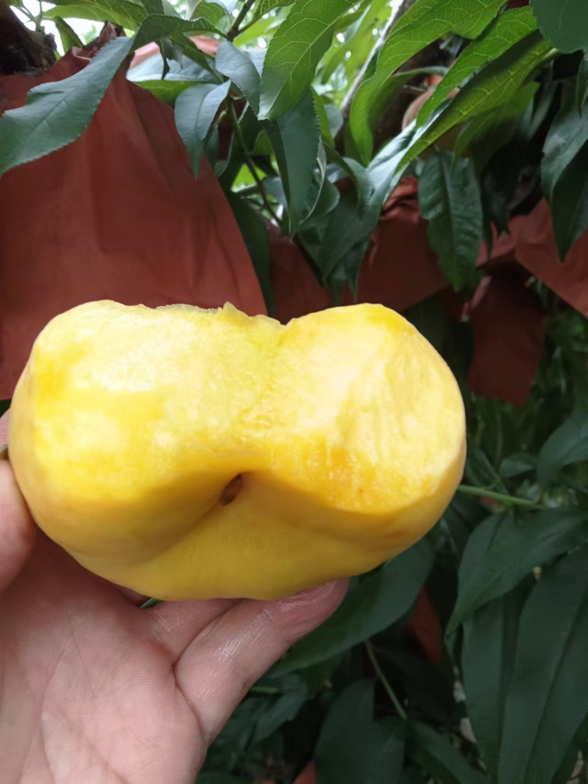 自己家种植毛蟠桃
